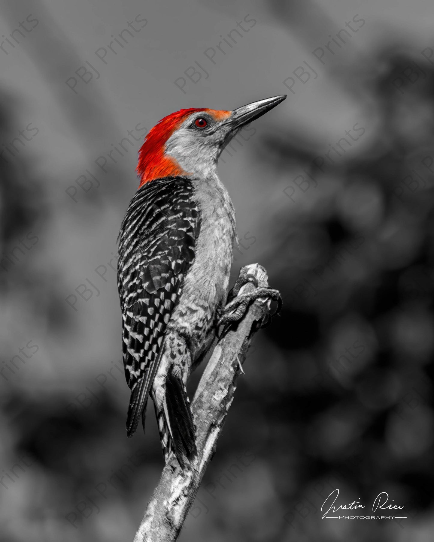 Red-bellied Woodpecker - Artist by Justin Rice - 