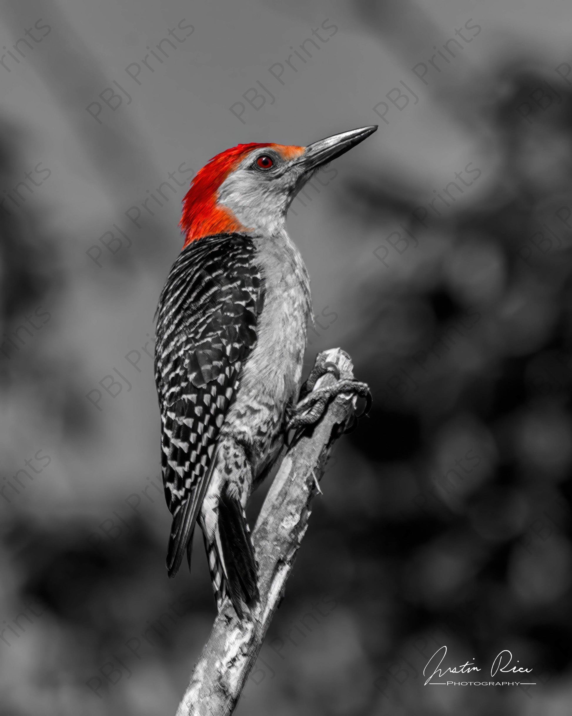 Red-bellied Woodpecker - Artist by Justin Rice - 