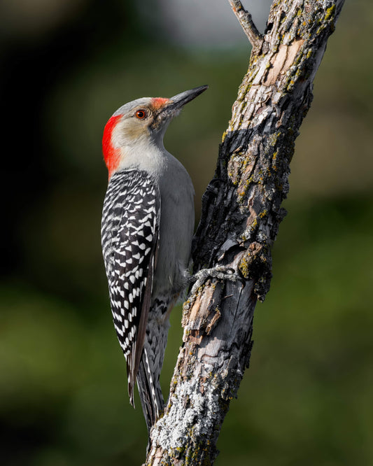 Red-bellied Woodpecker - Artist by Justin Rice - Bird