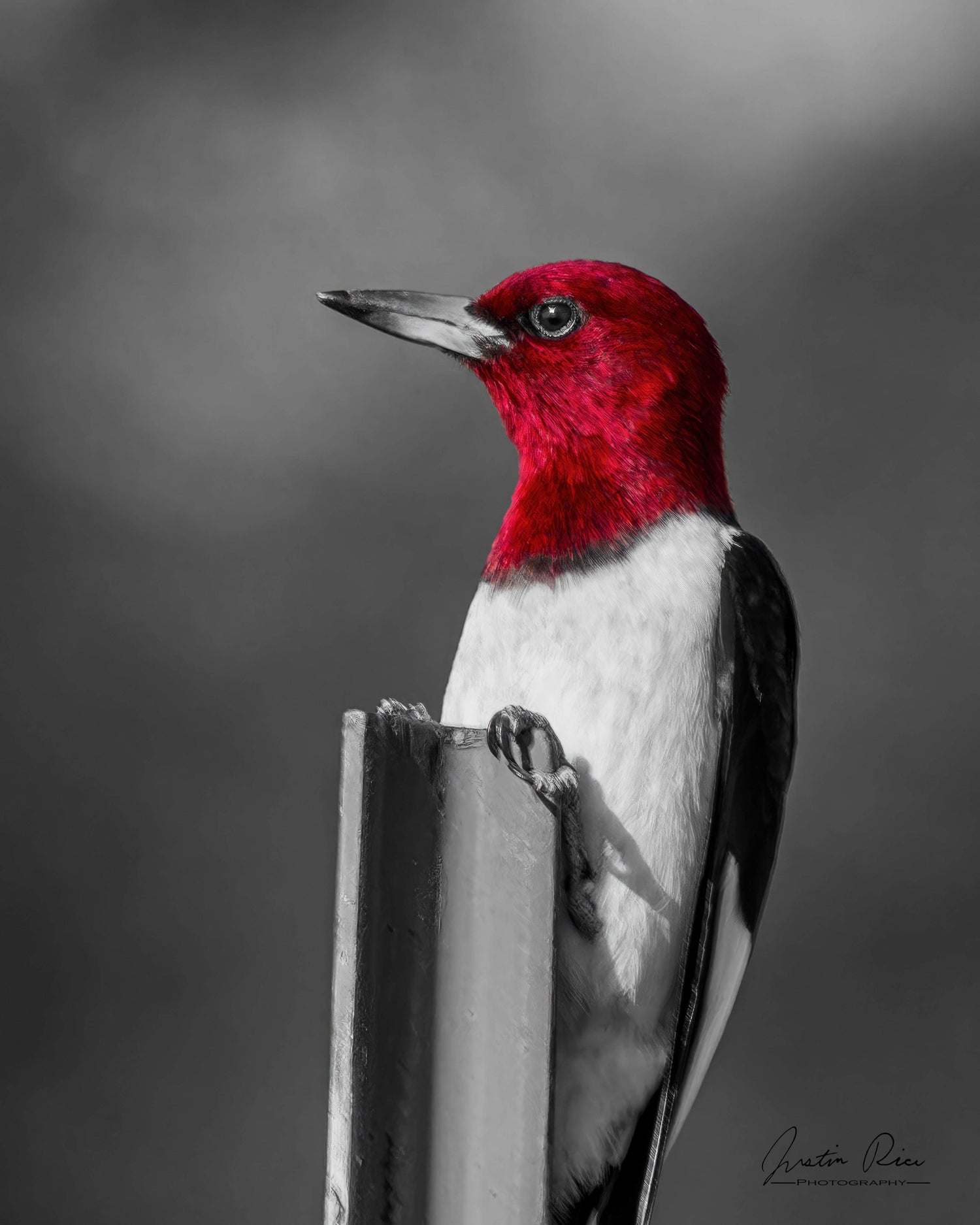 Red-headed Woodpecker on Post - Artist by Justin Rice - Art Prints, Decoupage Rice Paper, Flat Canvas Prints, Giclee Prints, Photo Prints, Poster Prints