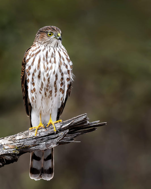 Sharp-shinned Hawk - Artist by Justin Rice - Bird