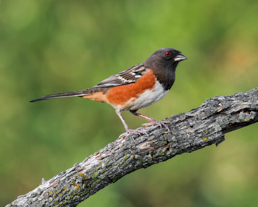 Spotted Towhee - Artist by Justin Rice - Bird