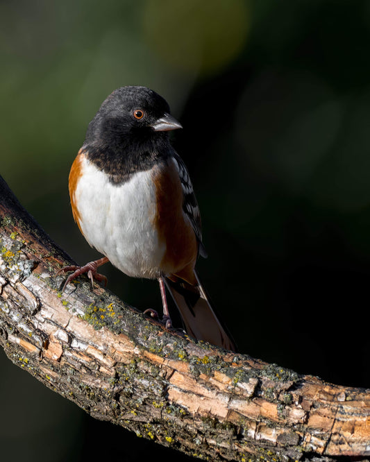 Spotted Towhee 2 - Artist by Justin Rice - Bird