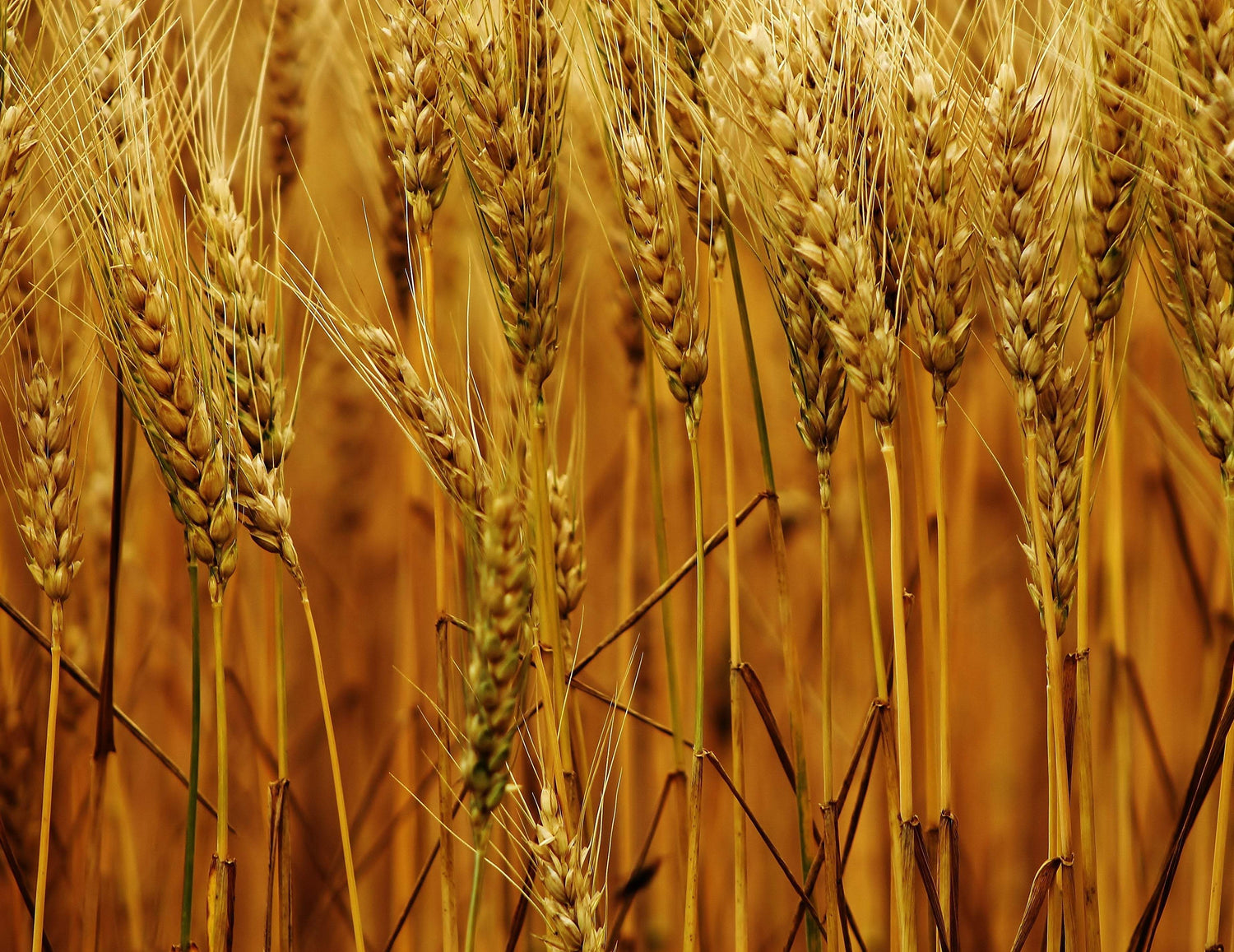 Stand of Wheat - Artist by Elizabeth Schrandt - Art Prints, Decoupage Rice Paper, Flat Canvas Prints, Giclee Prints, Photo Prints, Poster Prints
