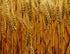 Stand of Wheat - Artist by Elizabeth Schrandt - Art Prints, Decoupage Rice Paper, Flat Canvas Prints, Giclee Prints, Photo Prints, Poster Prints
