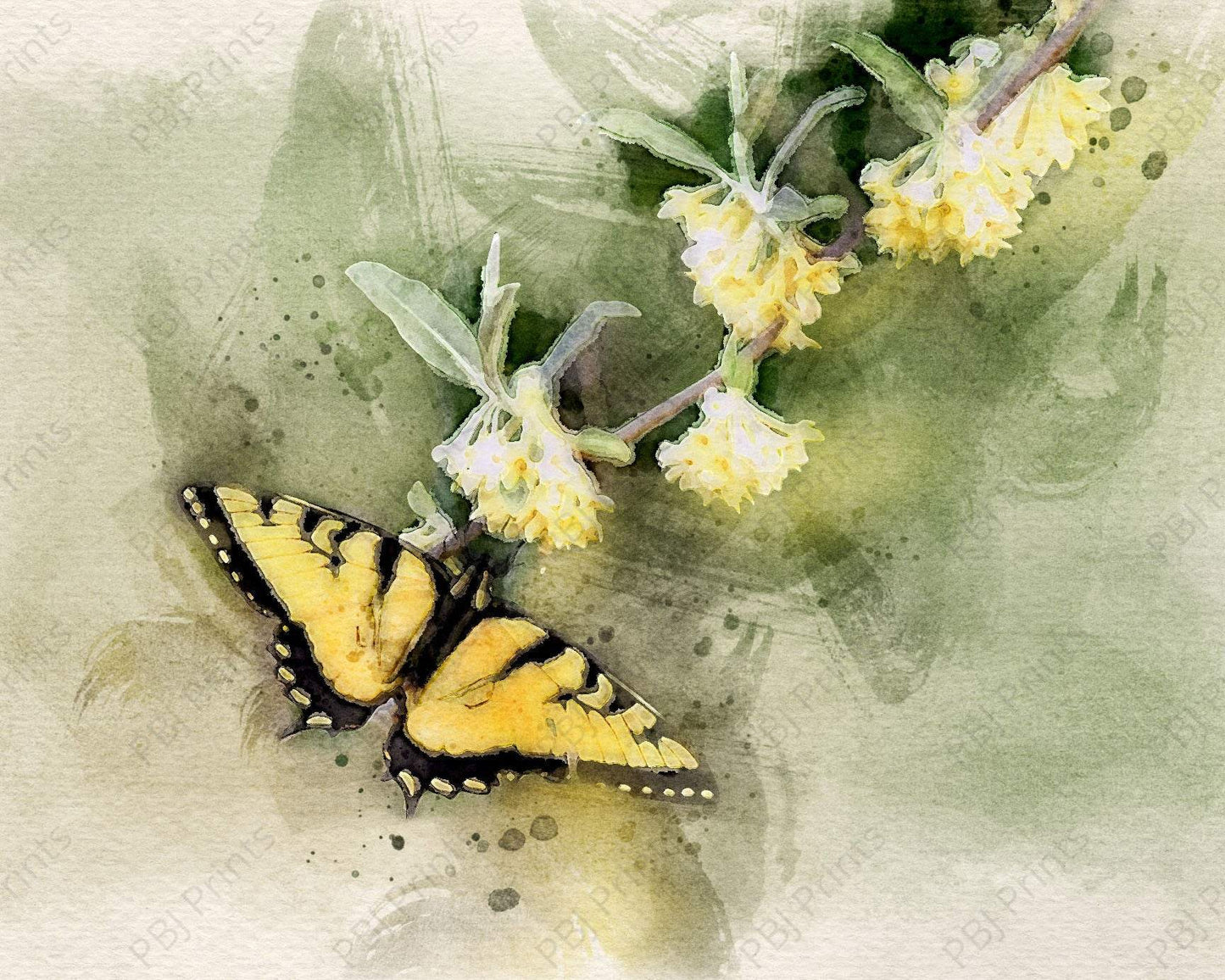 Tiger Swallowtail Watercolor - Artist by Justin Rice - New Arrivals