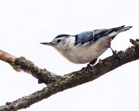 White-breasted Nuthatch - Artist by Justin Rice - 