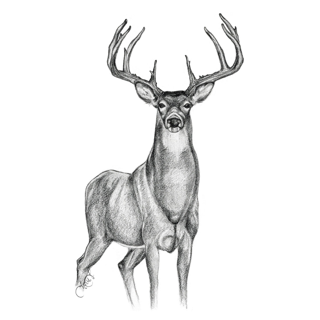 Whitetail Deer Drawing - Artist by Thistle and Grace - Art Prints, Decoupage Rice Paper, Flat Canvas Prints, Giclee Prints, Greeting Cards, Photo Prints, Poster Prints, Scrapbook Paper