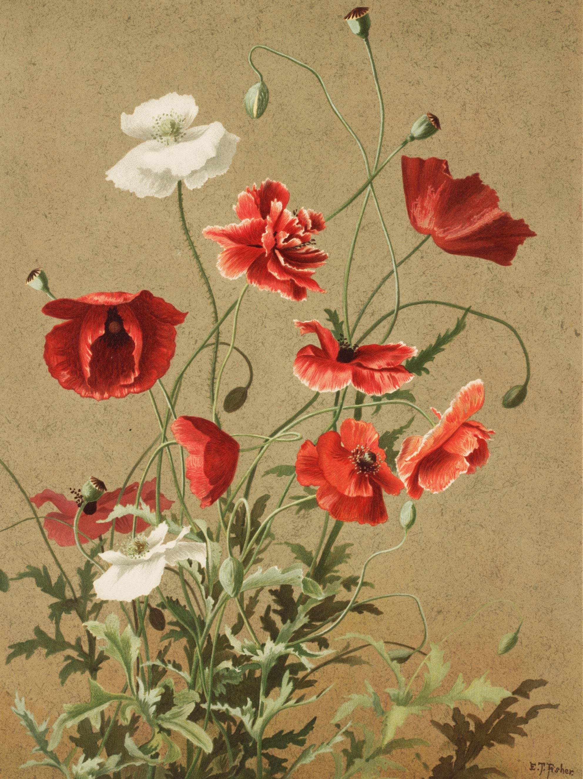 Wild Poppies - Artist by Renewed Spirit Home - Art Print, Decoupage Rice Paper, Flat Canvas Print, Greeting Card, Photo Paper, Poster Print