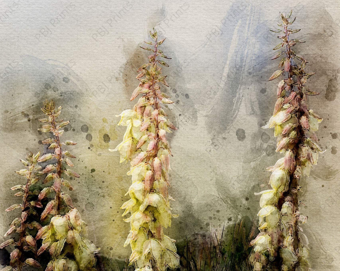 Yucca Watercolor - Artist by Justin Rice - New Arrivals