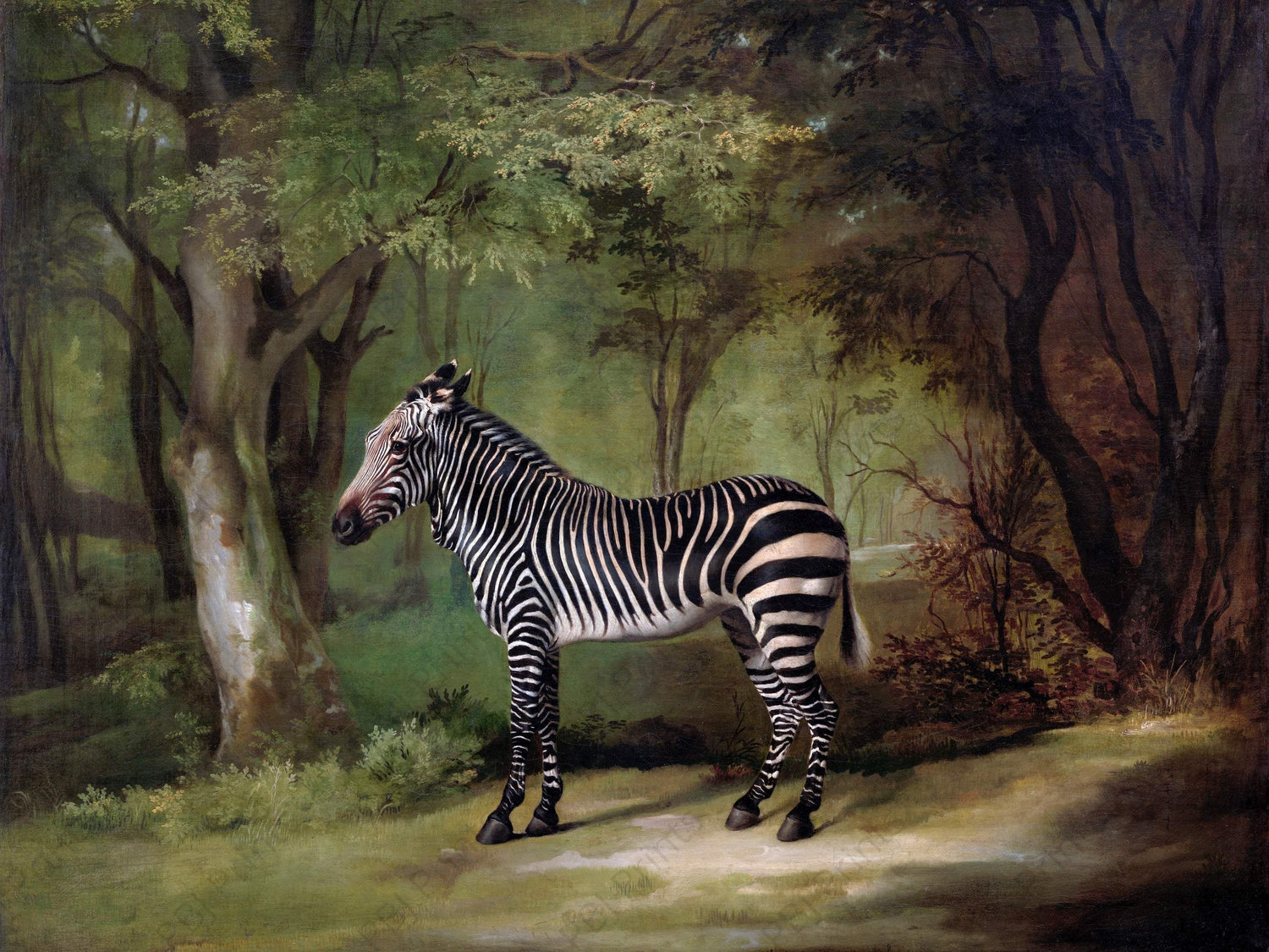 Zebra in the Wild - Artist by Renewed Spirit Home - Art Prints, Decoupage Rice Paper, Flat Canvas Prints, Giclee Prints, Photo Prints, Poster Prints, Scrapbook Paper