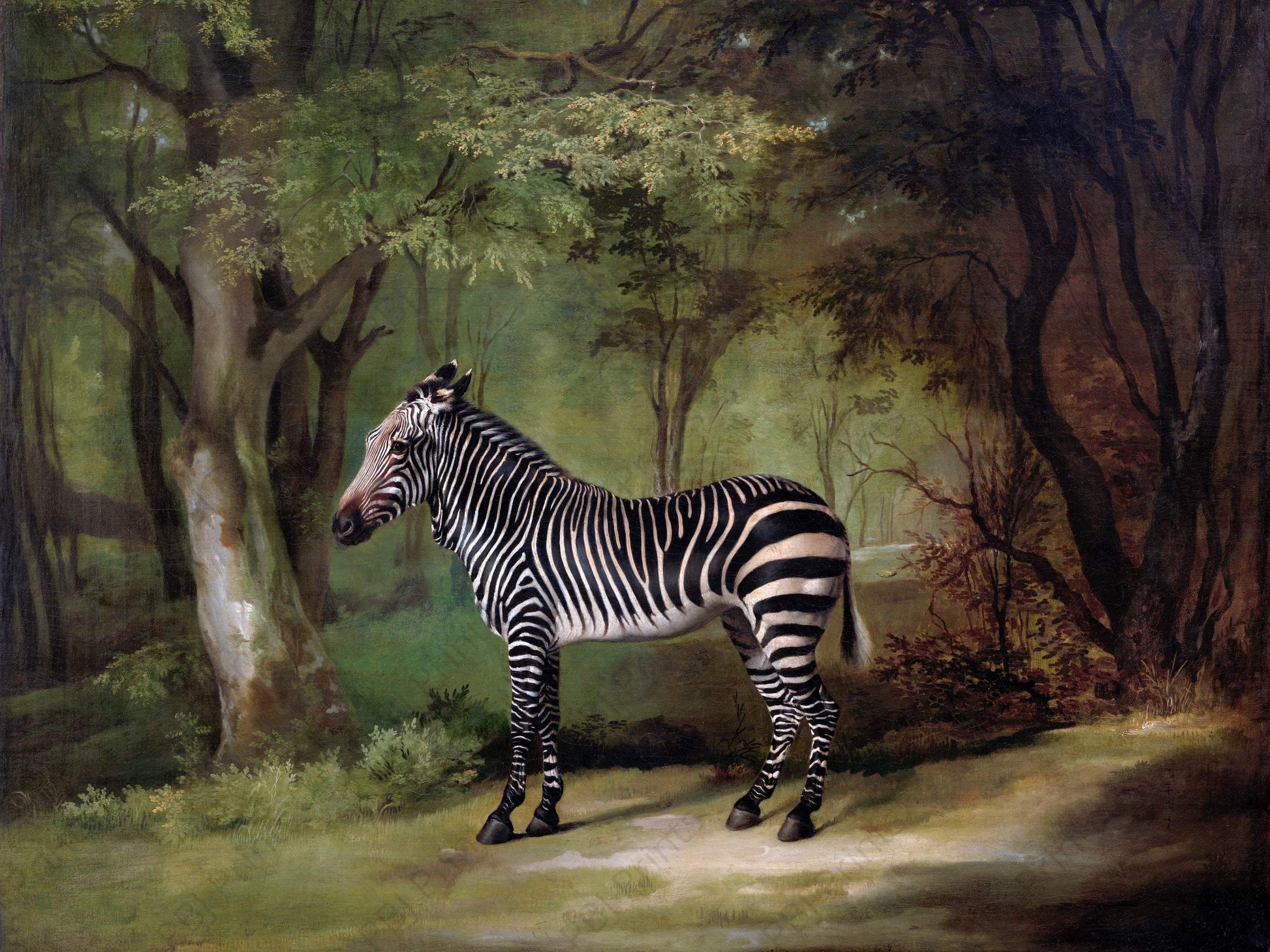 Zebra in the Wild - Artist by Renewed Spirit Home - 