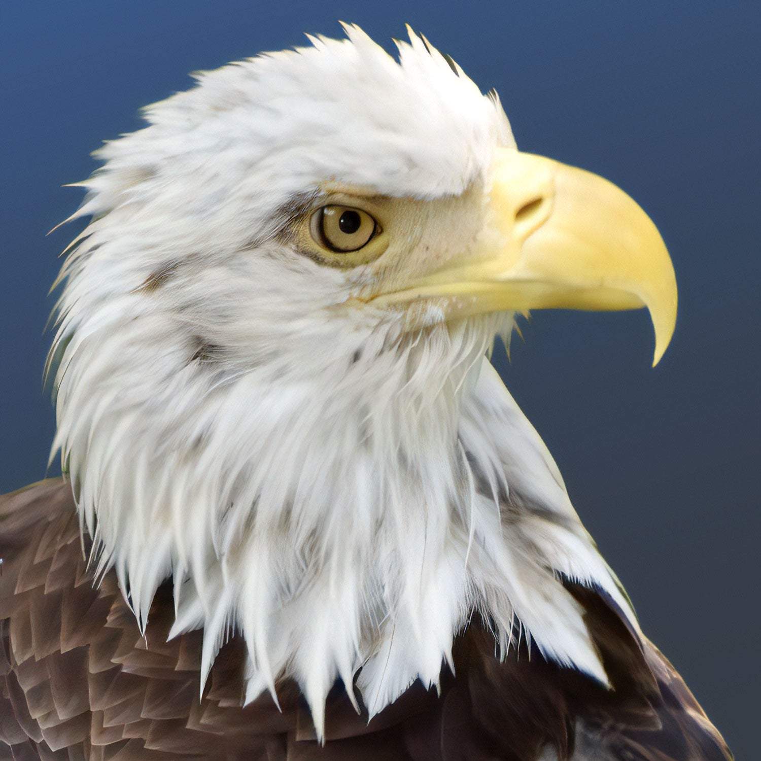 Bald Eagle Closeup - Artist by Darin E Hartley Photography - Decoupage Rice Paper