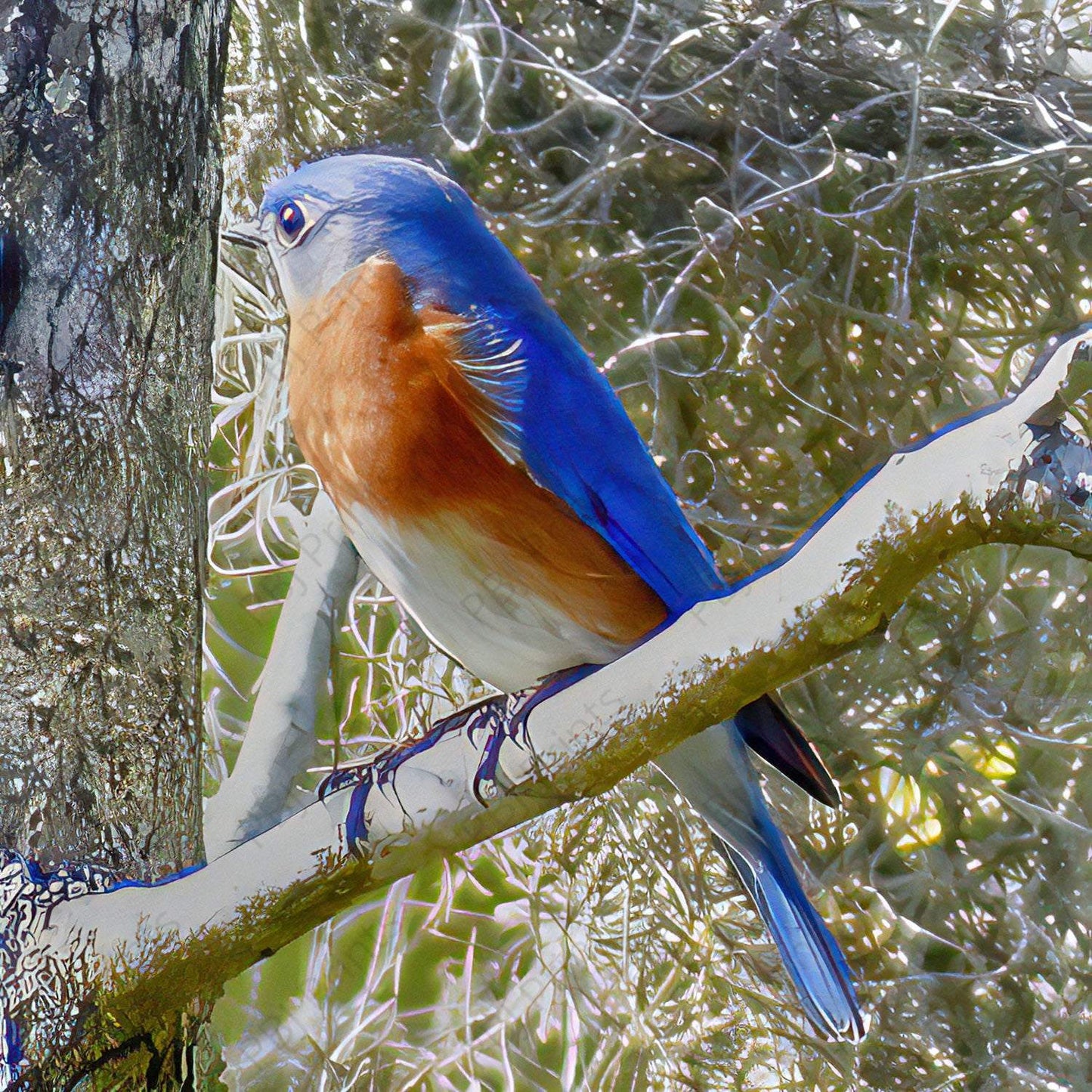 Beautiful Bluebird - Artist by Darin E Hartley Photography - 