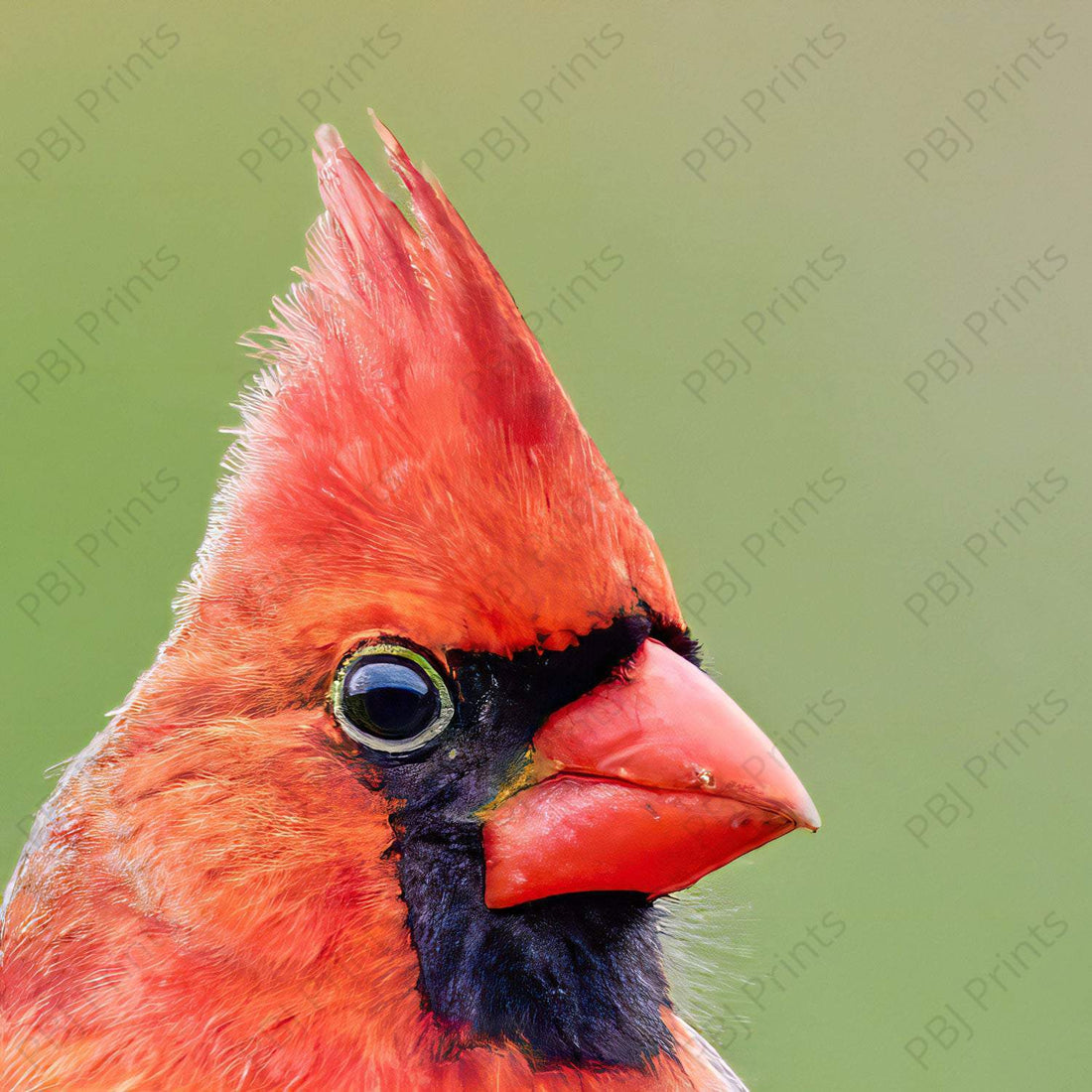 Cardinal Closeup - Artist by Darin E Hartley Photography - Decoupage Rice Paper