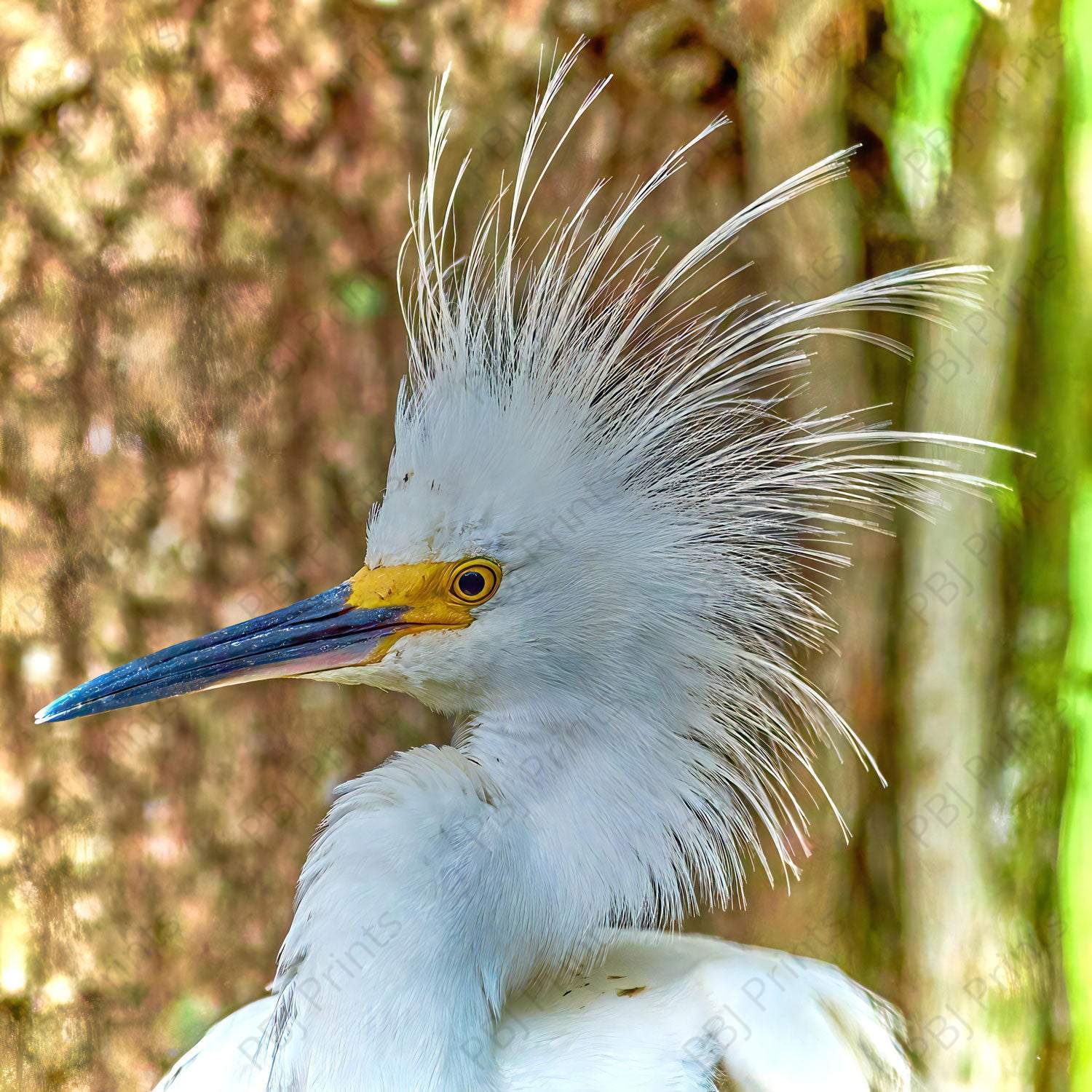 Funky Doo Cattle Egret - Artist by Darin E Hartley Photography - Decoupage Rice Paper