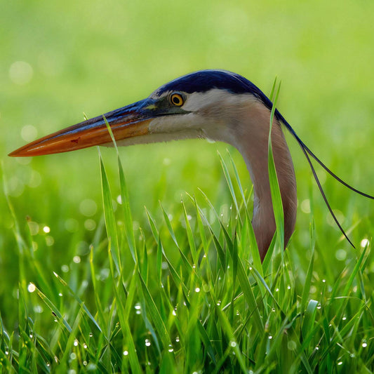 Heron in Dewy Grass - Artist by Darin E Hartley Photography - 
