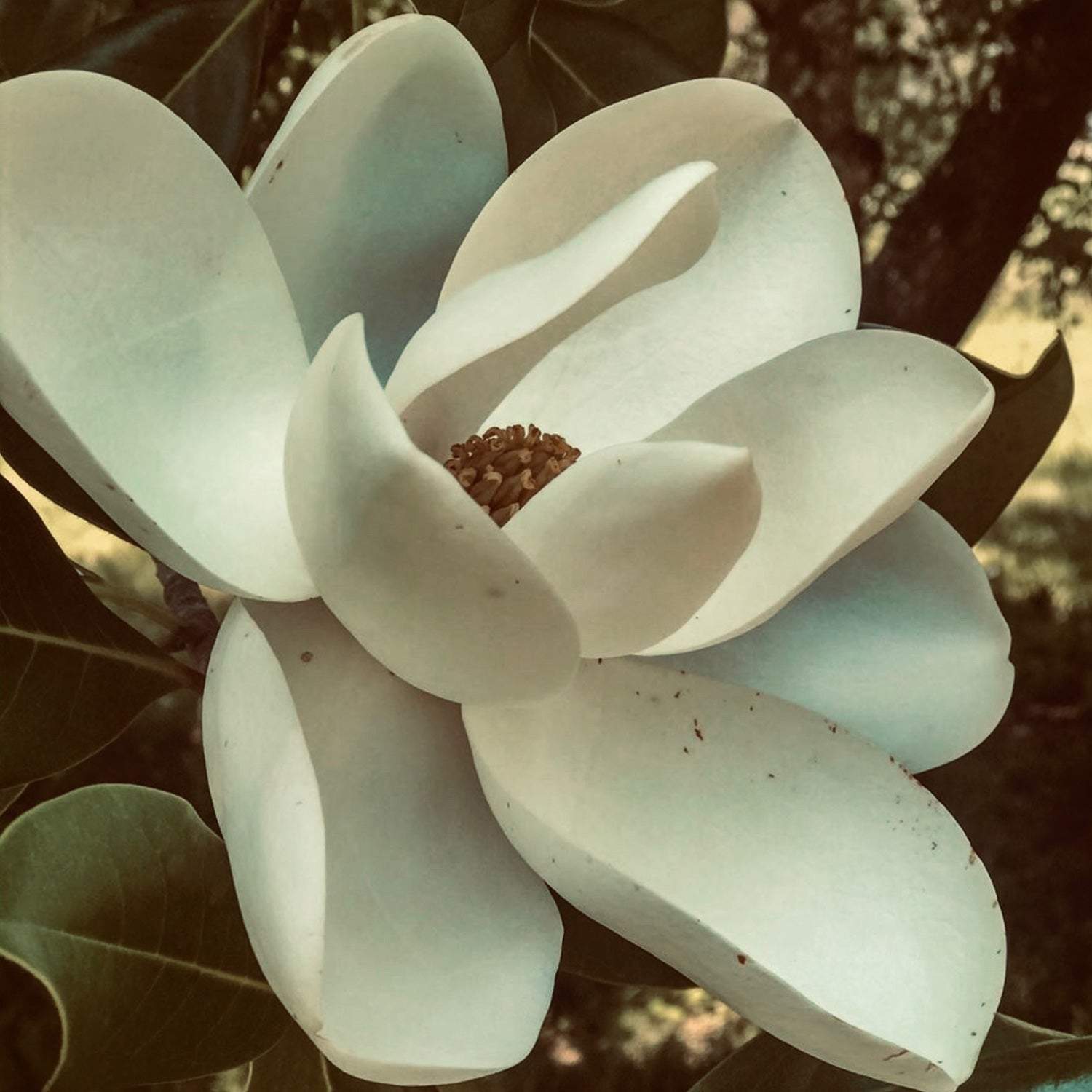 Magnolia Blossom - Artist by CatherineStotesberyArt - Art Prints, Decoupage Rice Paper, Flat Canvas Prints, Giclee Prints, Photo Prints, Scrapbook Paper