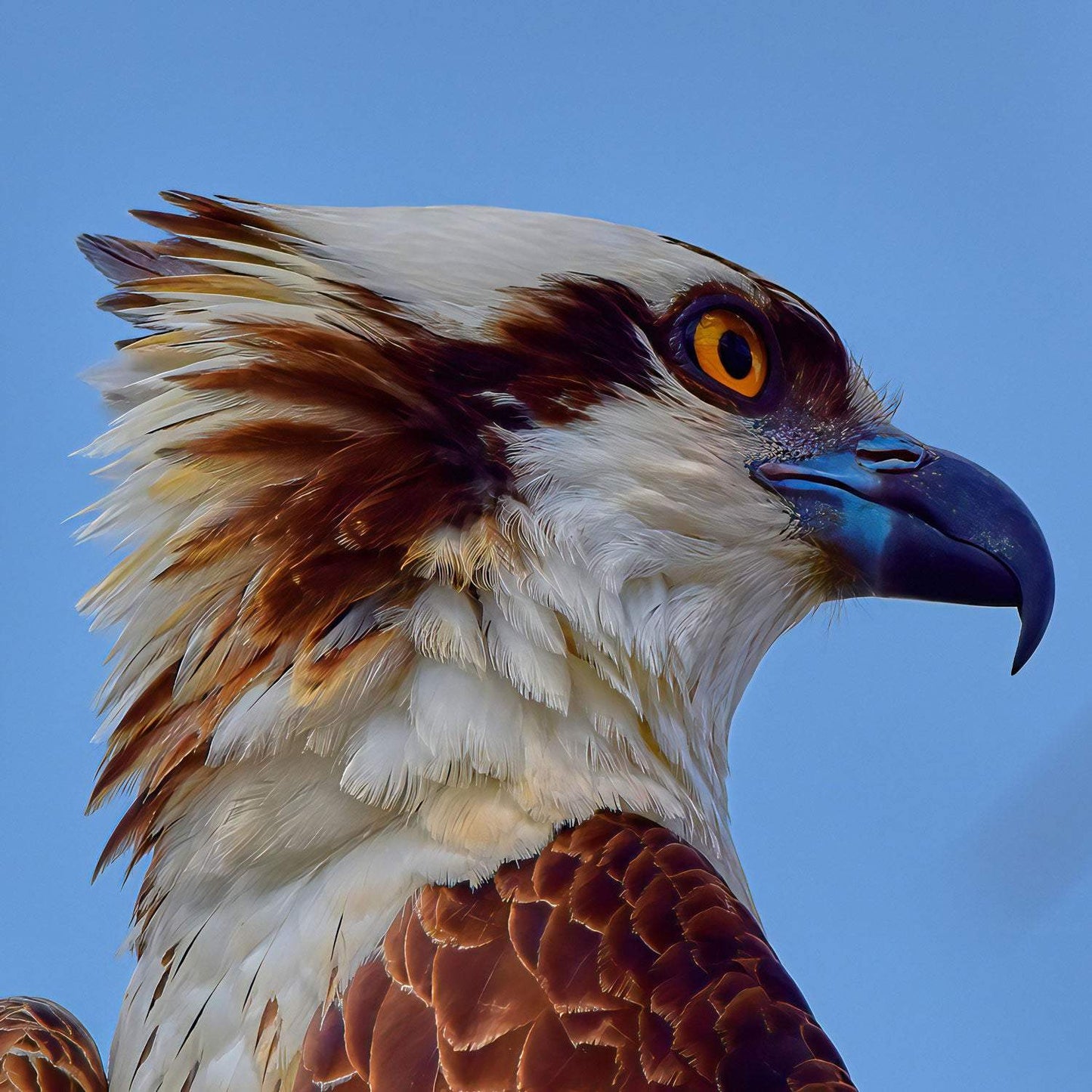 Osprey Headshot Closeup - Artist by Darin E Hartley Photography - 