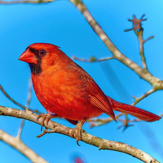 Perching Cardinal - Artist by Darin E Hartley Photography - 