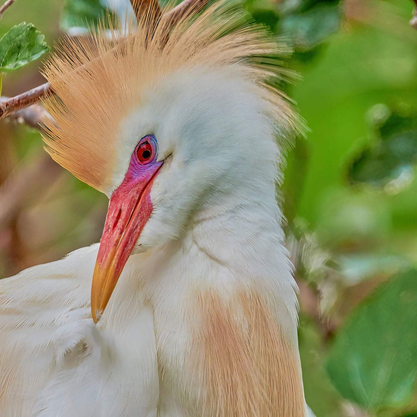 Preening Cattle Egret - Artist by Darin E Hartley Photography - 