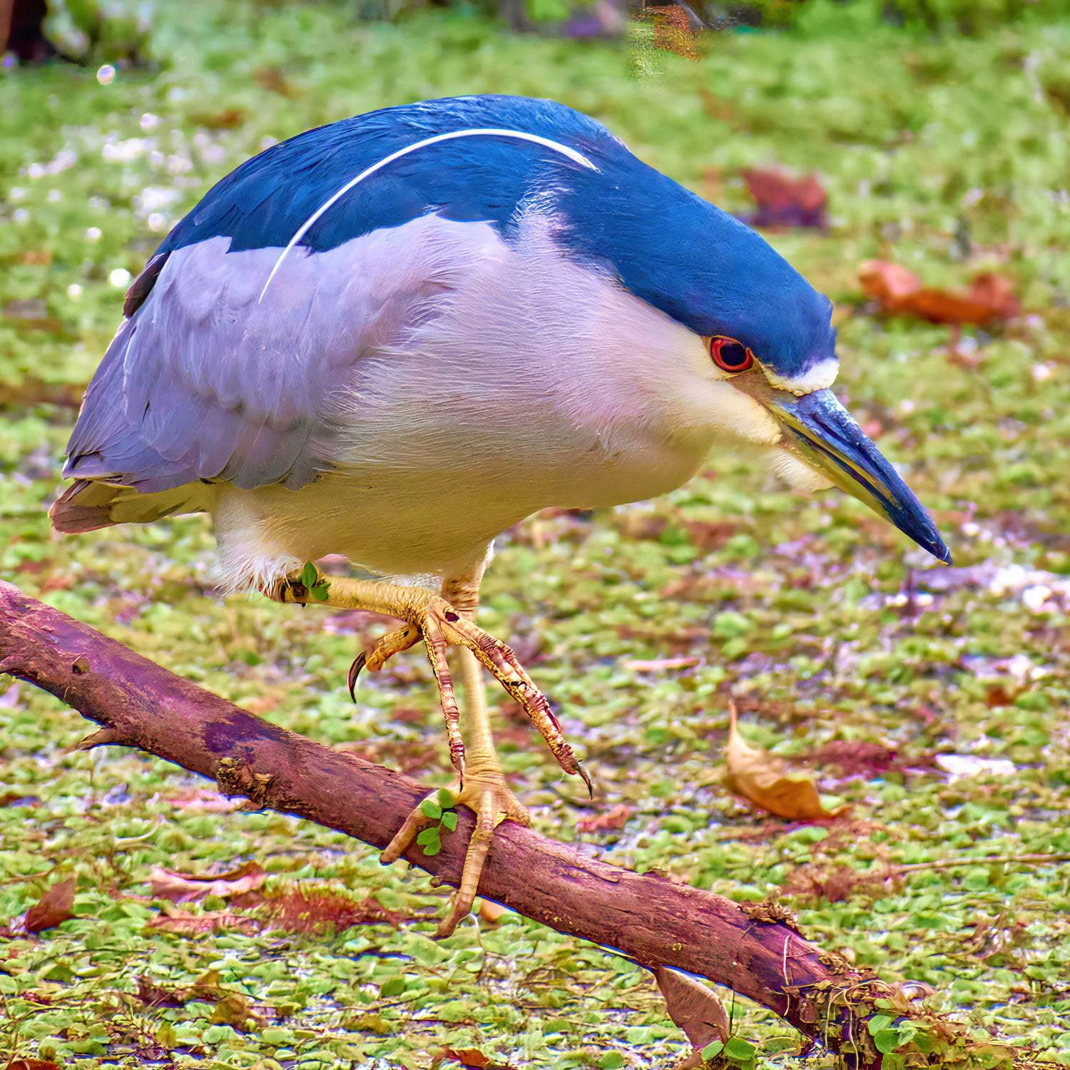 Stealthy Night Heron - Artist by Darin E Hartley Photography - 