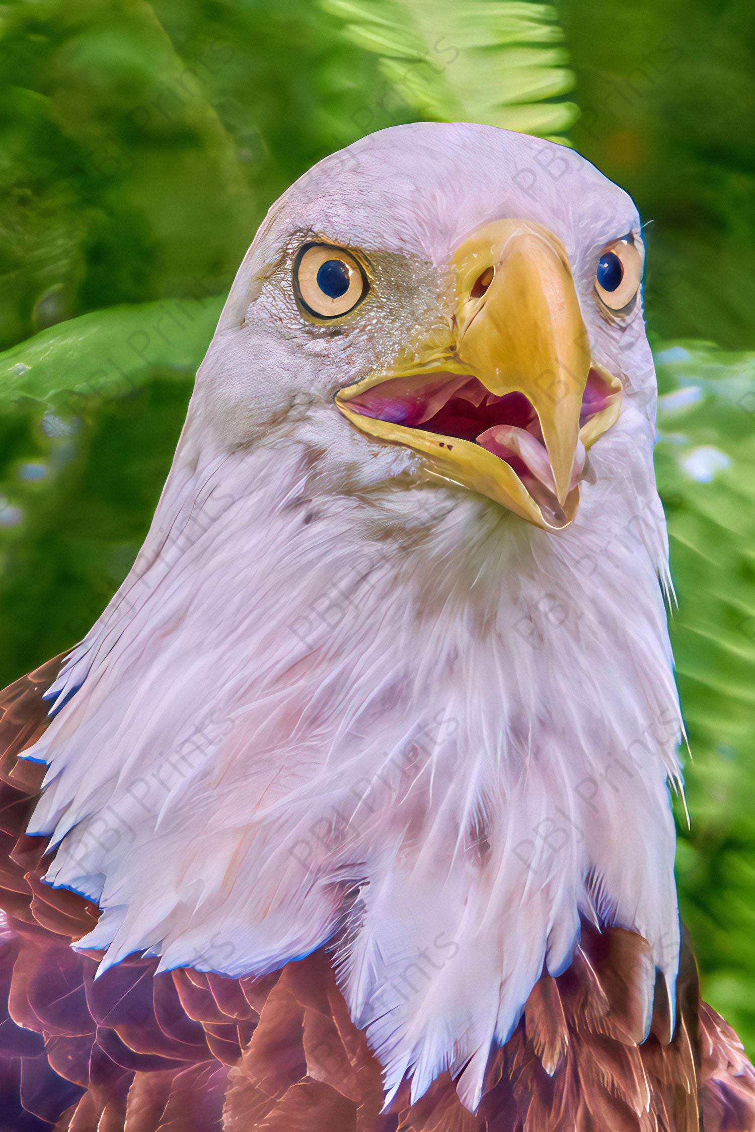 Bald Eagle Headshot - Artist by Darin E Hartley Photography - 