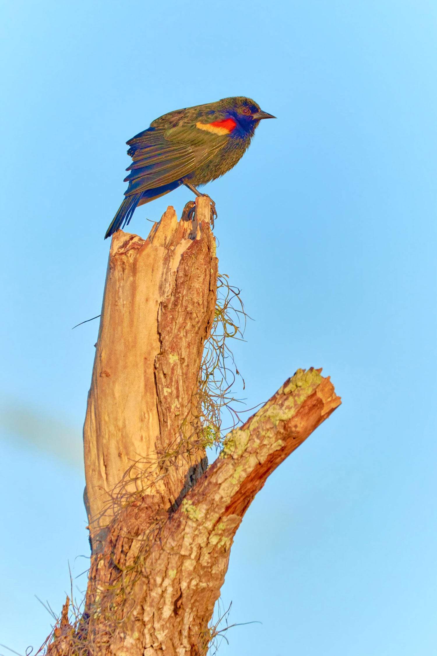 Blackbird on a Snag - Artist by Darin E Hartley Photography - Decoupage Rice Paper