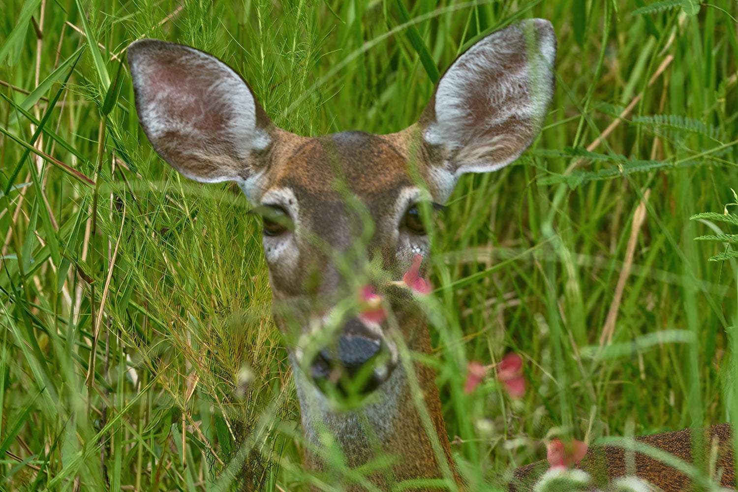 Doe in a Marsh - Artist by Darin E Hartley Photography - Decoupage Rice Paper