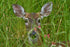 Doe in a Marsh - Artist by Darin E Hartley Photography - Decoupage Rice Paper