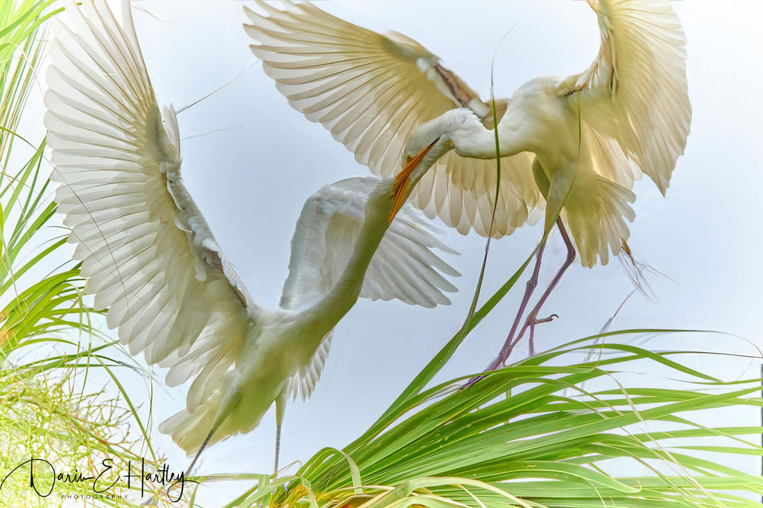 Egrets - Artist by Darin E Hartley Photography - Decoupage Rice Paper