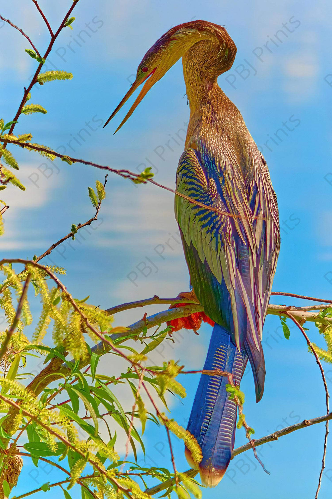 Female Anhinga - Artist by Darin E Hartley Photography - Decoupage Rice Paper