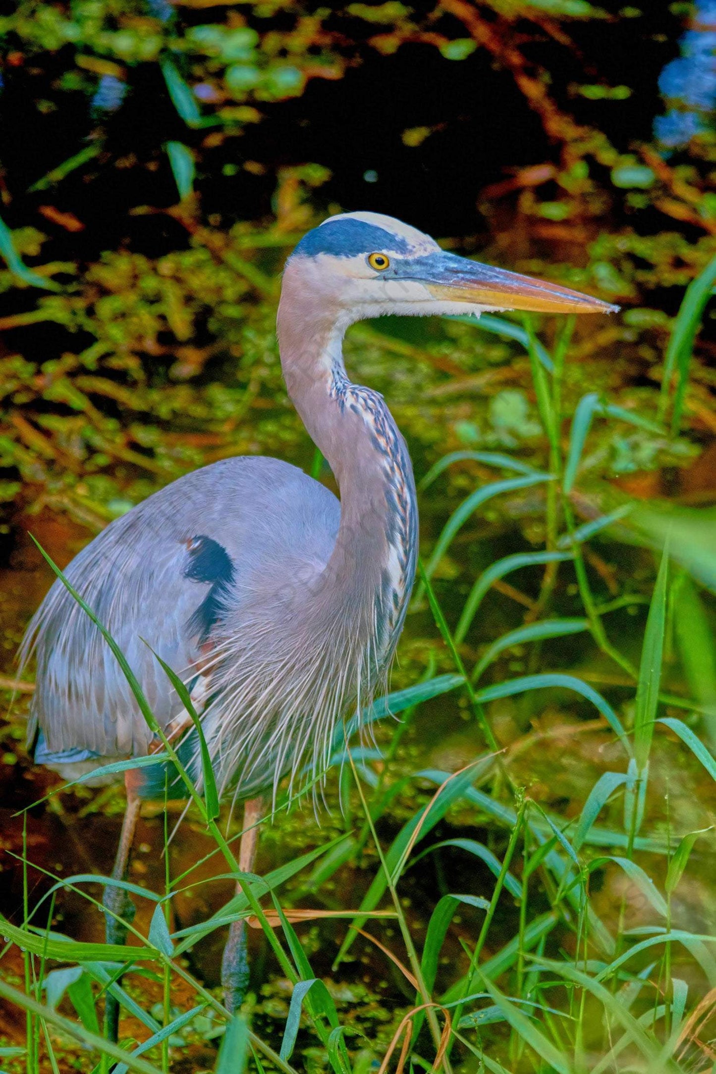 Great Blue Heron in Marsh - Artist by Darin E Hartley Photography - 
