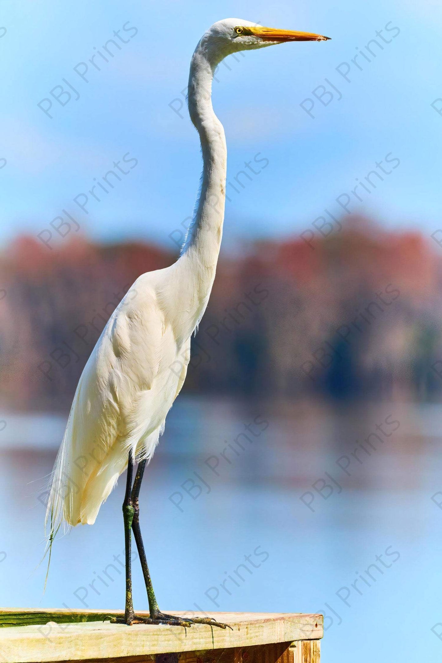 Great Egret - Artist by Darin E Hartley Photography - 