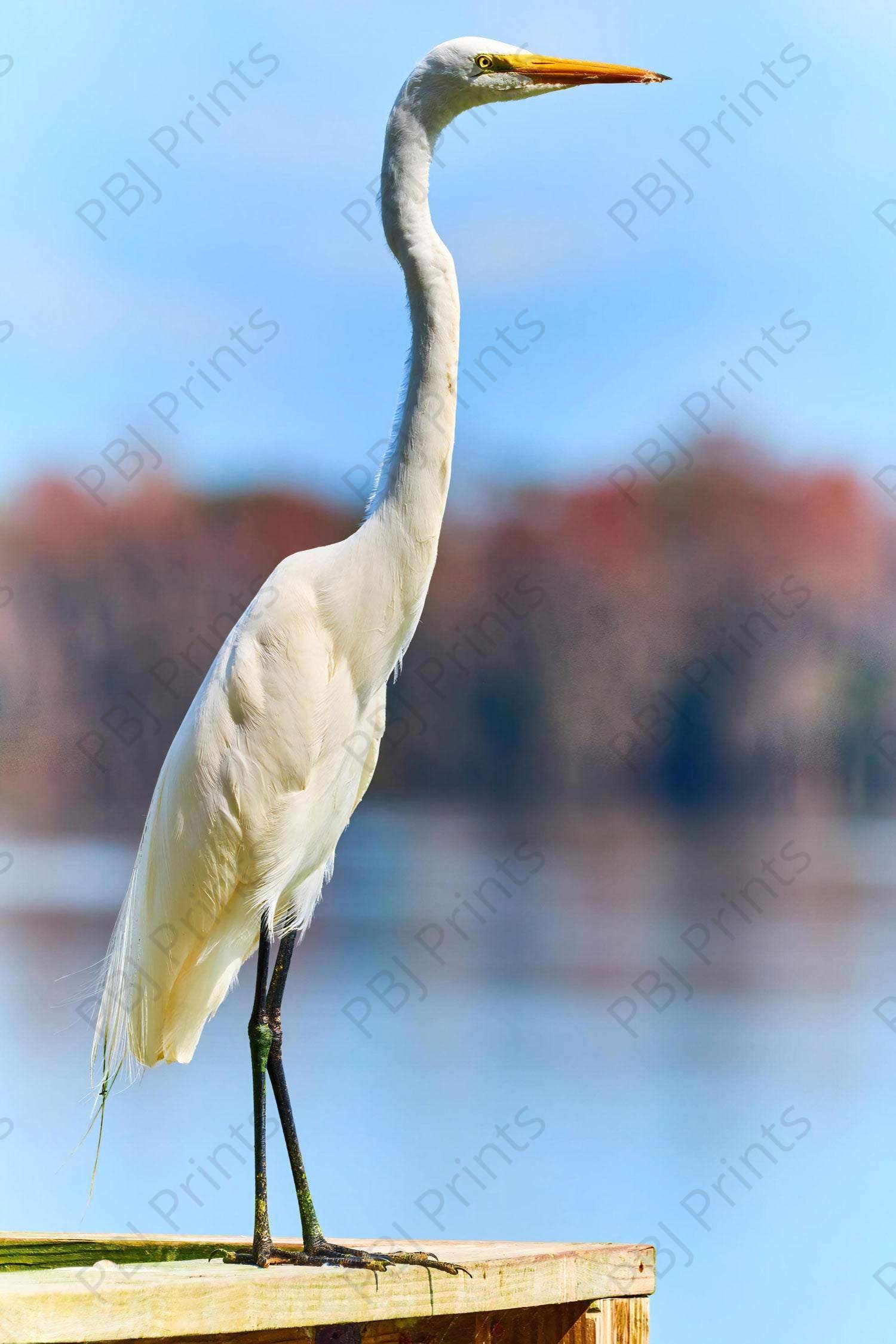 Great Egret - Artist by Darin E Hartley Photography - Decoupage Rice Paper