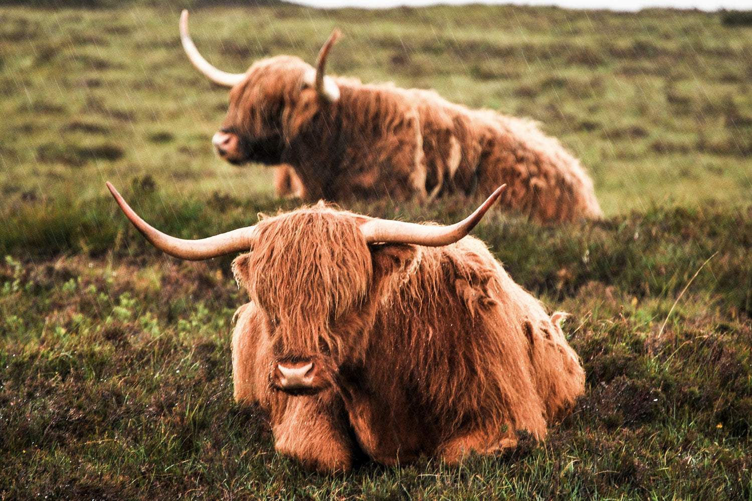 Highland Cattle Couple - Artist by Heike’s Furniture Art - Art Prints, Decoupage Rice Paper, Flat Canvas Prints, Giclee Prints, Photo Prints, Poster Prints