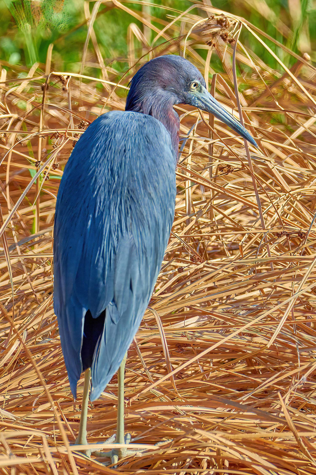 Little Blue Heron - Artist by Darin E Hartley Photography - Decoupage Rice Paper