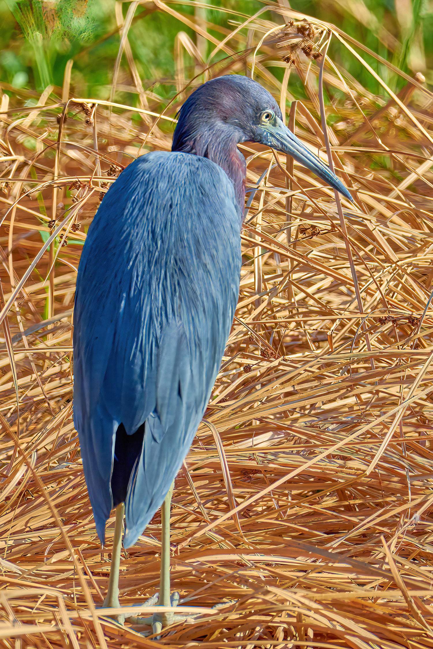 Little Blue Heron - Artist by Darin E Hartley Photography - Decoupage Rice Paper