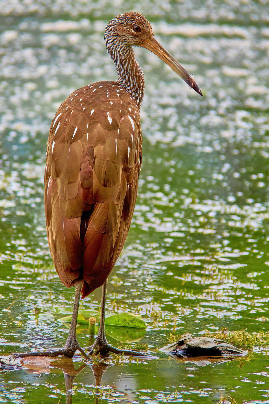 Lovely Limpkin - Artist by Darin E Hartley Photography - Decoupage Rice Paper