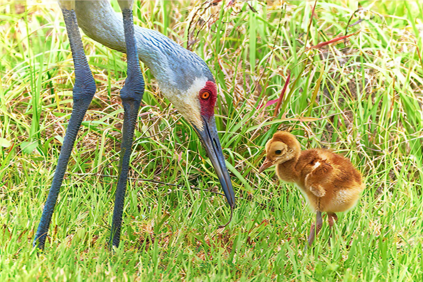 Mama and Colt Sandhill Cranes - Artist by Darin E Hartley Photography - 