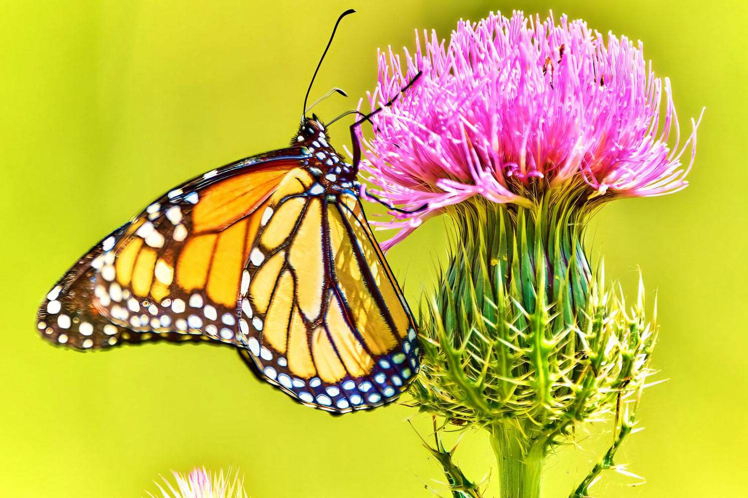 Monarch on a Pink Thistle - Artist by Darin E Hartley Photography - Decoupage Rice Paper