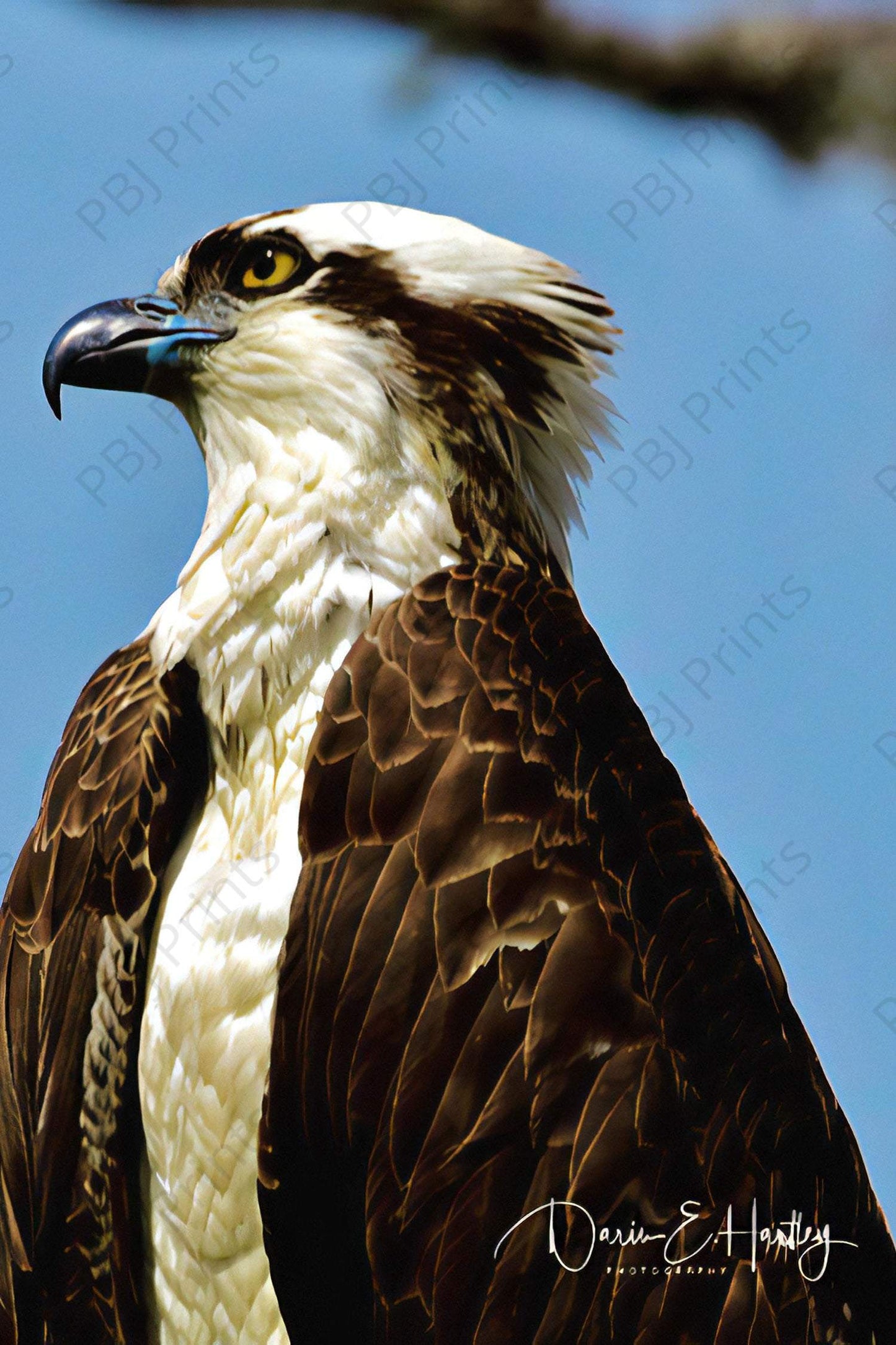 Osprey Profile - Artist by Darin E Hartley Photography - 