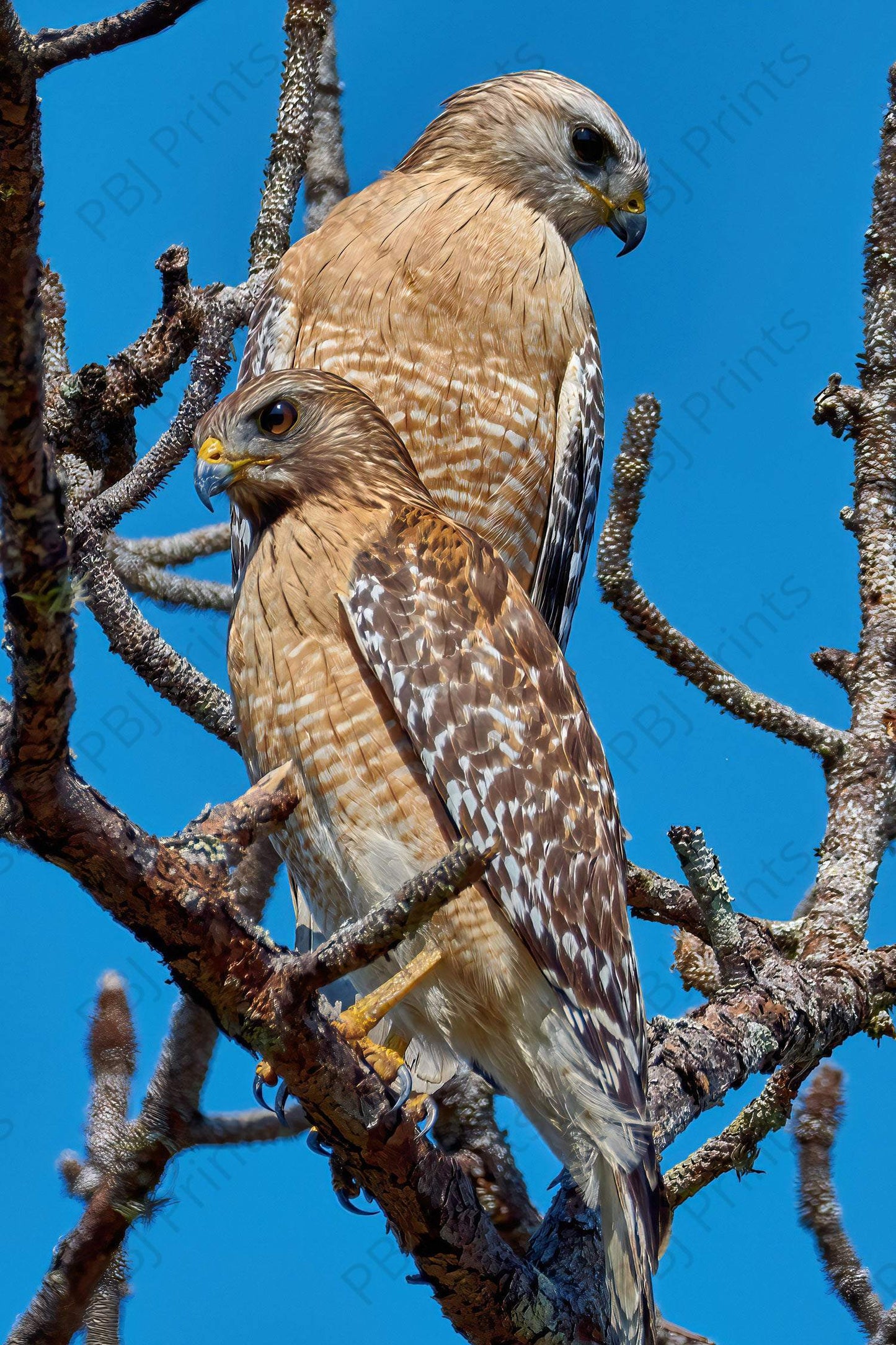 Pair of Red Shouldered Hawks - Artist by Darin E Hartley Photography - 