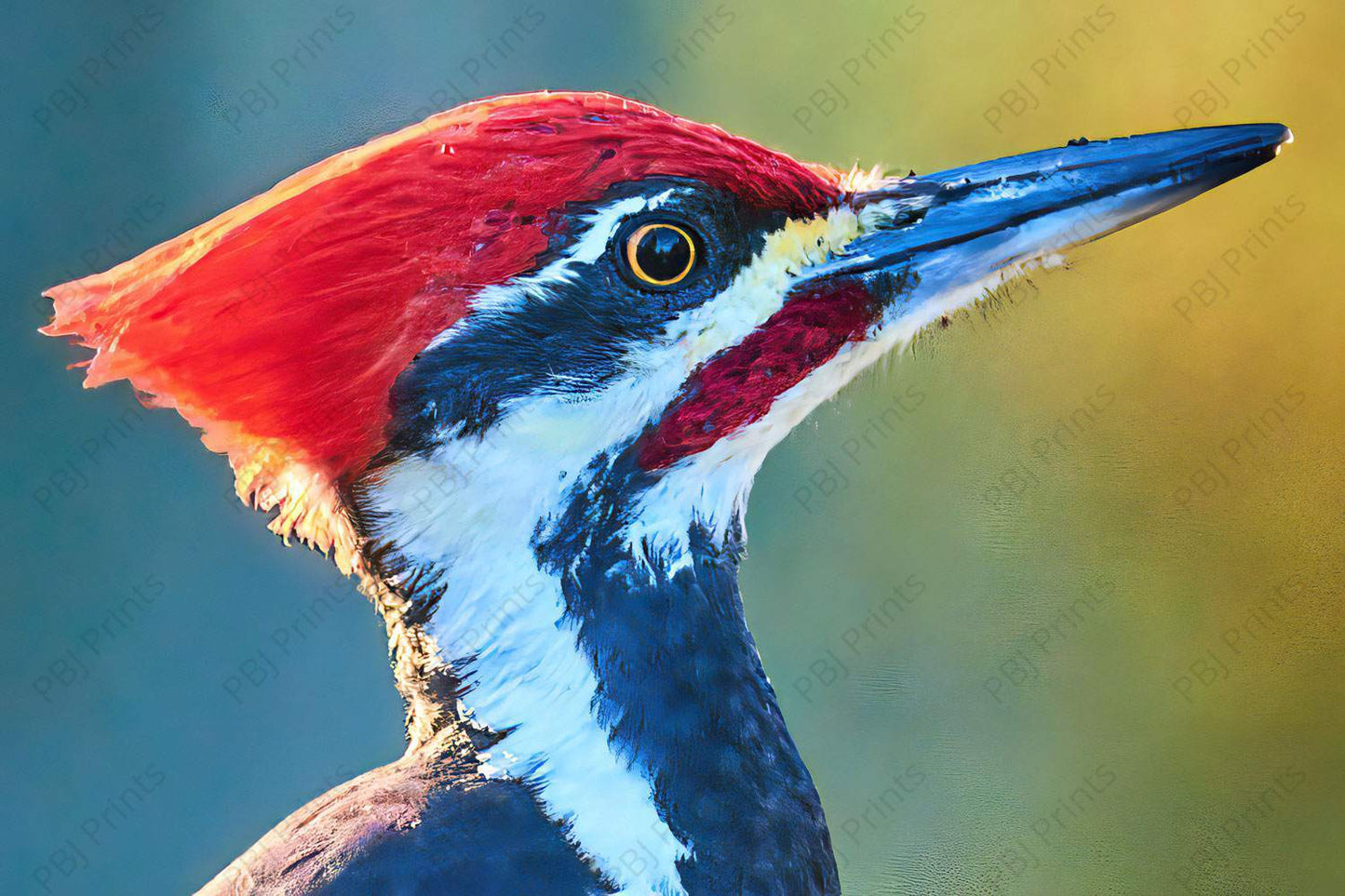 Pileated Woodpecker Closeup - Artist by Darin E Hartley Photography - 
