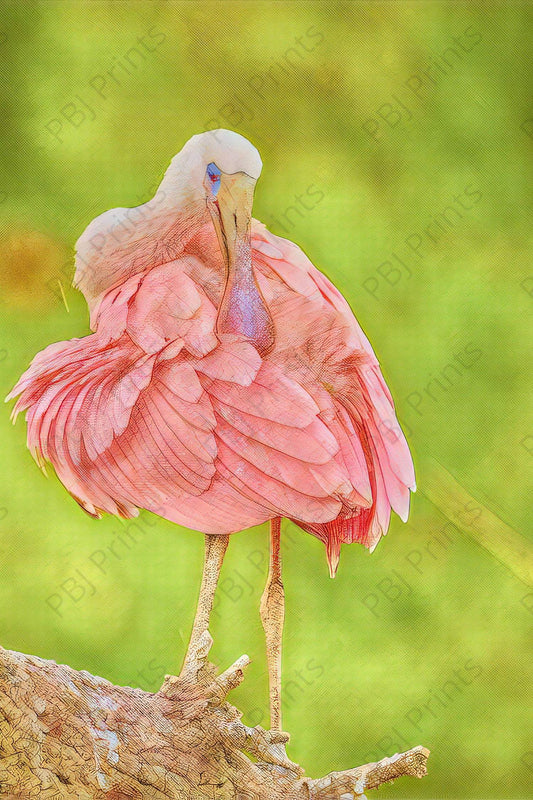 Preening Roseate Spoonbill - Artist by Darin E Hartley Photography - 