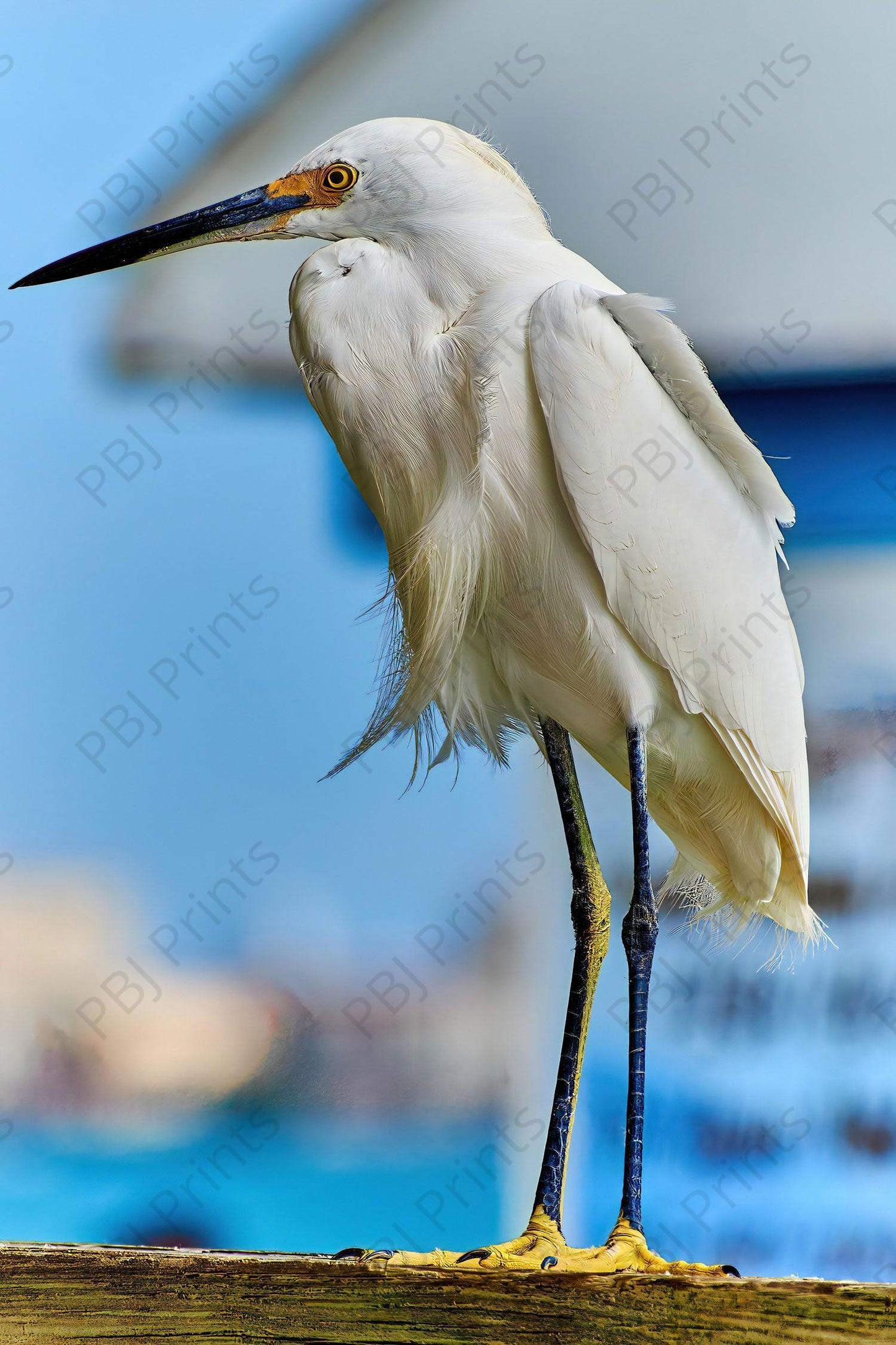 Snowy Egret - Artist by Darin E Hartley Photography - 