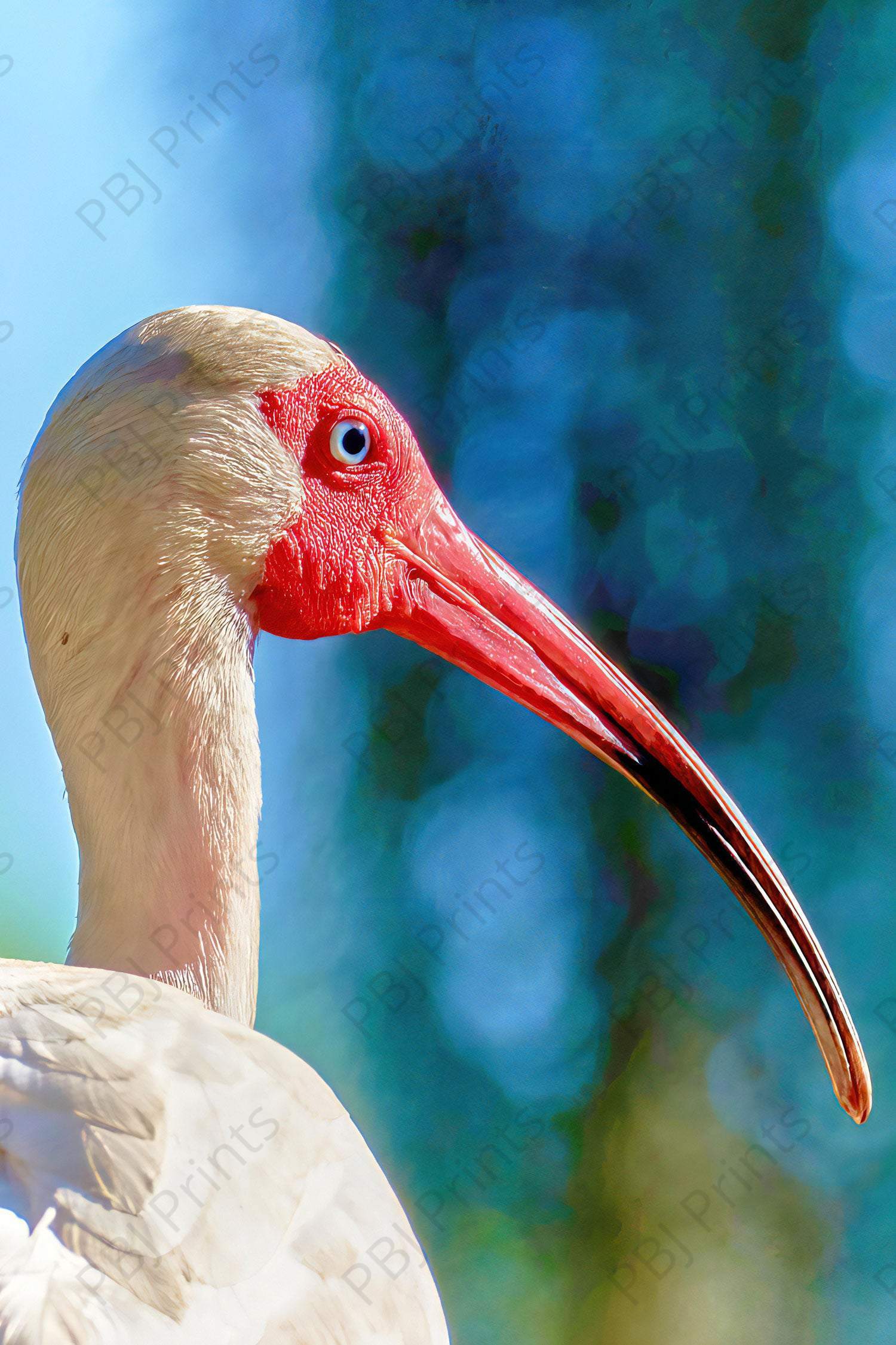 White Ibis - Artist by Darin E Hartley Photography - Decoupage Rice Paper