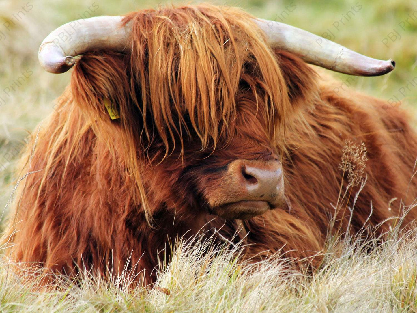 Highland George - Artist by Heike’s Furniture Art - Animals, Cows