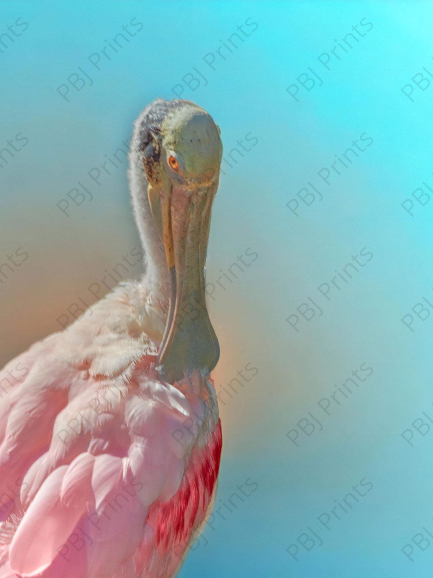 Pretty Roseate Spoonbill - Artist by Darin E Hartley Photography - Decoupage Rice Paper