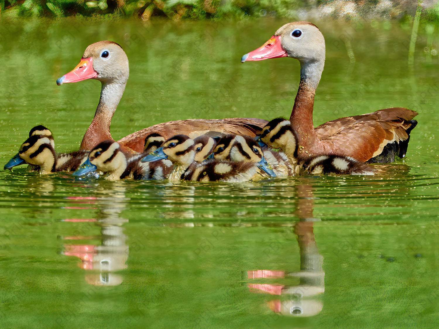 Whistling Duck Family - Artist by Darin E Hartley Photography - Decoupage Rice Paper